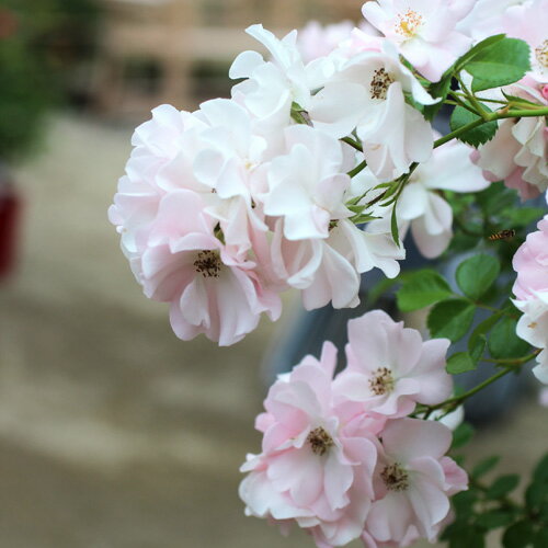 ������(���餷��)�����ġ�7��ȭ���� �Ĥ�Х� �Х��� �Է����ʼ��