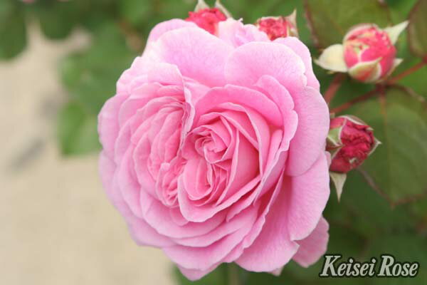 マリー・ヘンリエッテ（大苗）7号鉢植え つるバラ バラ苗 《農林水産省 登録品種》のサムネイル