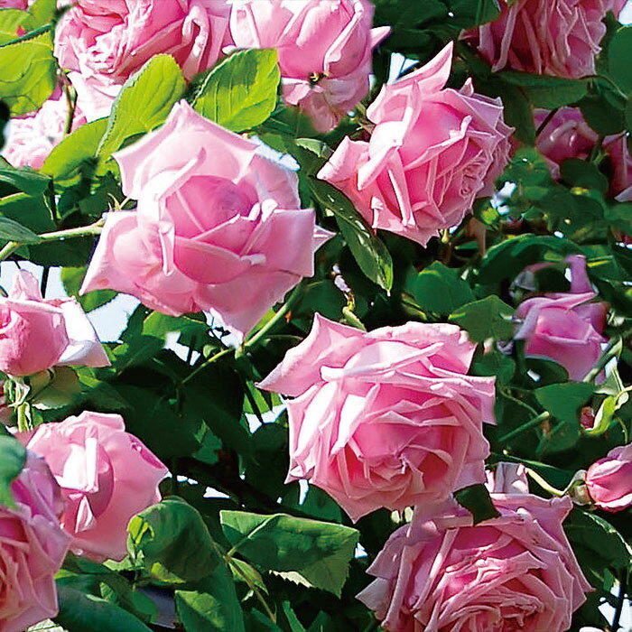 つるラ・フランス（大苗）7号鉢植え つるバラ バラ苗