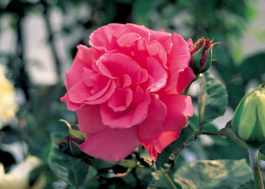 ゼフィリーヌ・ドルーアン（大苗予約）7号鉢植え 半つる 中輪 バラ苗