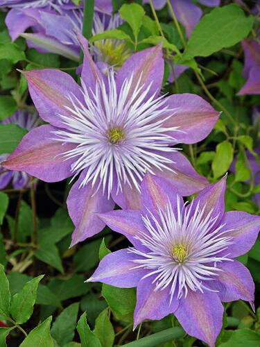 クレマチス 'フェアリー・ブルー' 系統：パテンス系 新旧両枝咲き
