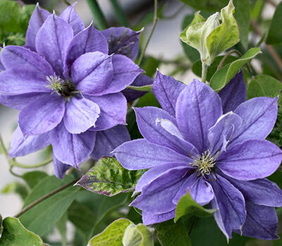 クレマチス　’ニュー・ウィーク’　系統：ジャックマニー系　12cmポット