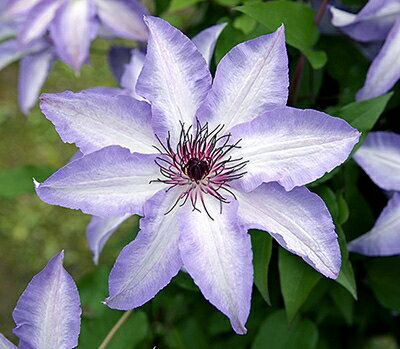 クレマチス'美佐世’系統：パテンス...