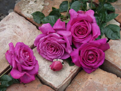 シャルトルーズ・ドゥ・パルム（大苗予約）7号鉢植え デルバール（Delbard） フレンチローズ 四季咲き ..