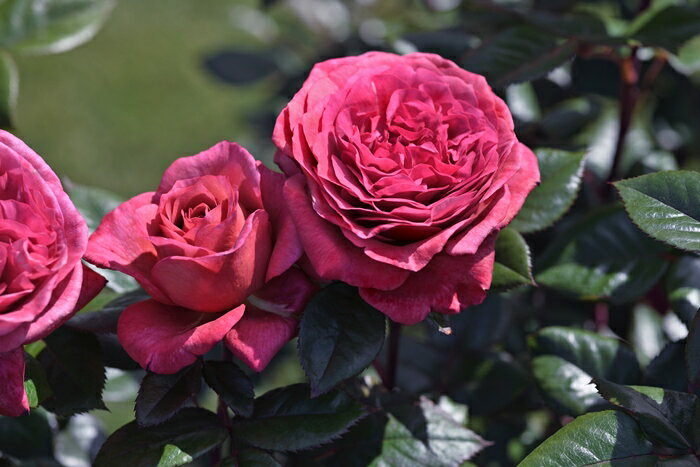 ヴィウー・ローズ7号鉢植えデルバー...