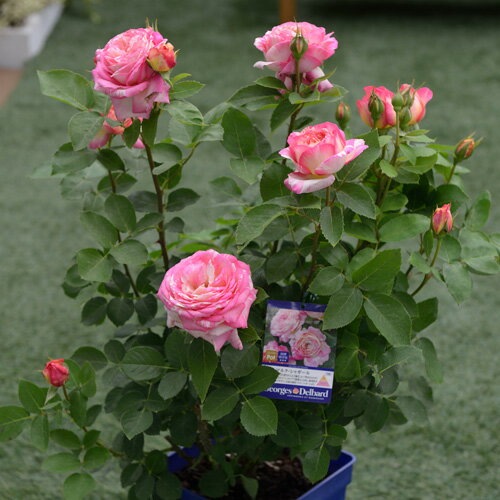 �ޥ륯�����㥬��������ġ�7��ȭ���� �ǥ�С����Delbard�� �ե��������� �͵��餭 �Х��� �����ӿ建�� ��Ͽ�ʼ��