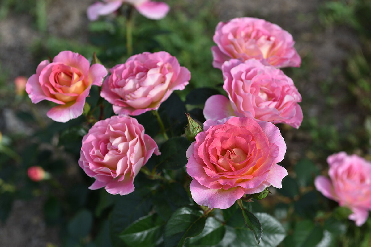 ピンク・パラダイス（大苗）7号鉢植え デルバール（Delbard） フレンチローズ 四季...