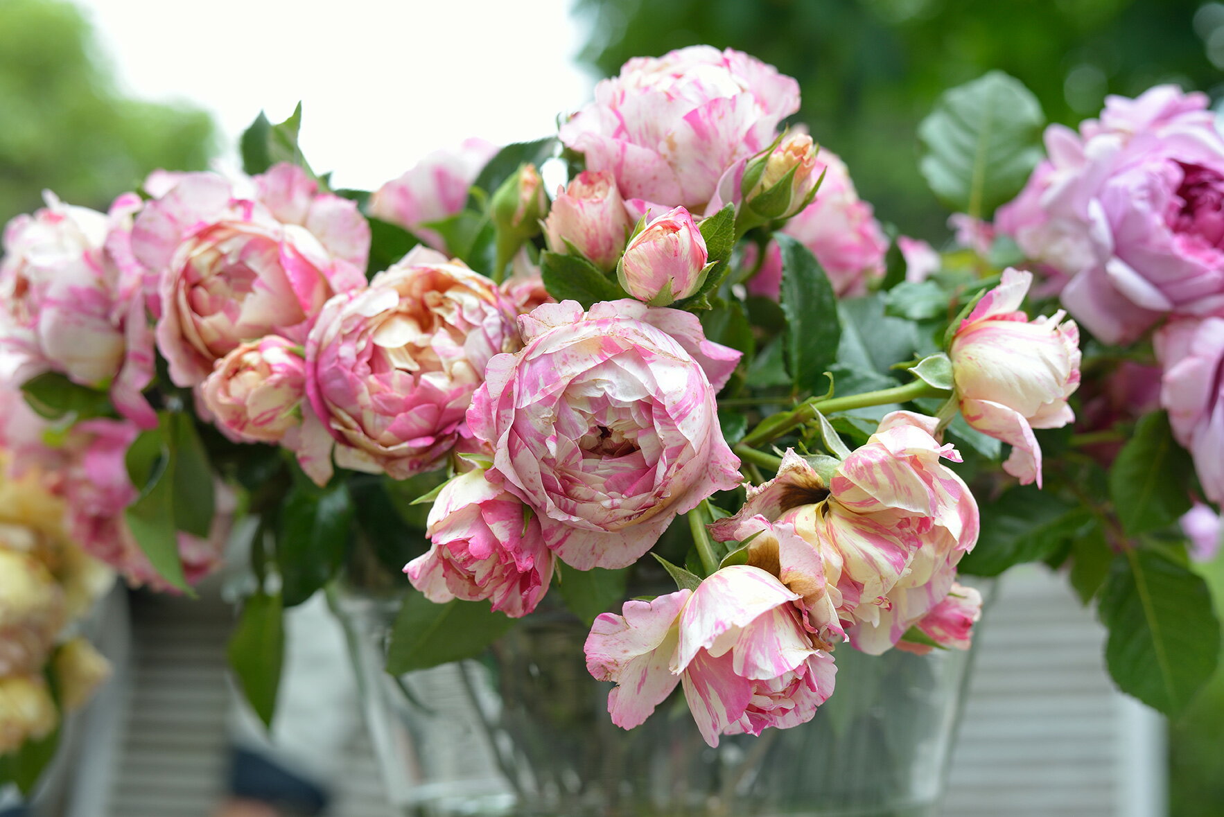 エドゥアール・マネ（大苗）7号鉢植え デルバール（Delbard） フレンチローズ 四季咲き バラ苗 《農林水産省 登録品種》