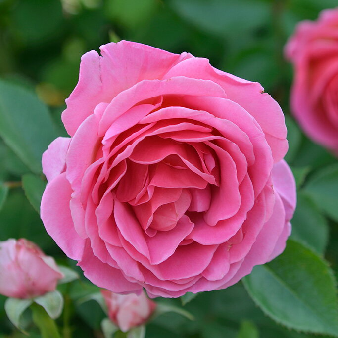 �����ͥ饷���󡦥�����������ġ�7��ȭ���� �ǥ�С����Delbard�� �ե��������� �͵��餭 �Х��� �����ӿ建�� ��Ͽ�ʼ��