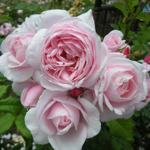 ナエマ（大苗）7号鉢植え　つるバラ　デルバール（Delbard）　フレンチローズ　四季咲き　バラ苗　《農林水産省　登録品種》のサムネイル