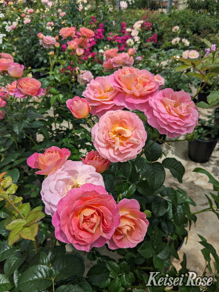 ドルンブルガー・シュロスローズ（大苗）7号鉢植え　バラ苗　四季咲き中輪房咲き系（フロリバンダロー..