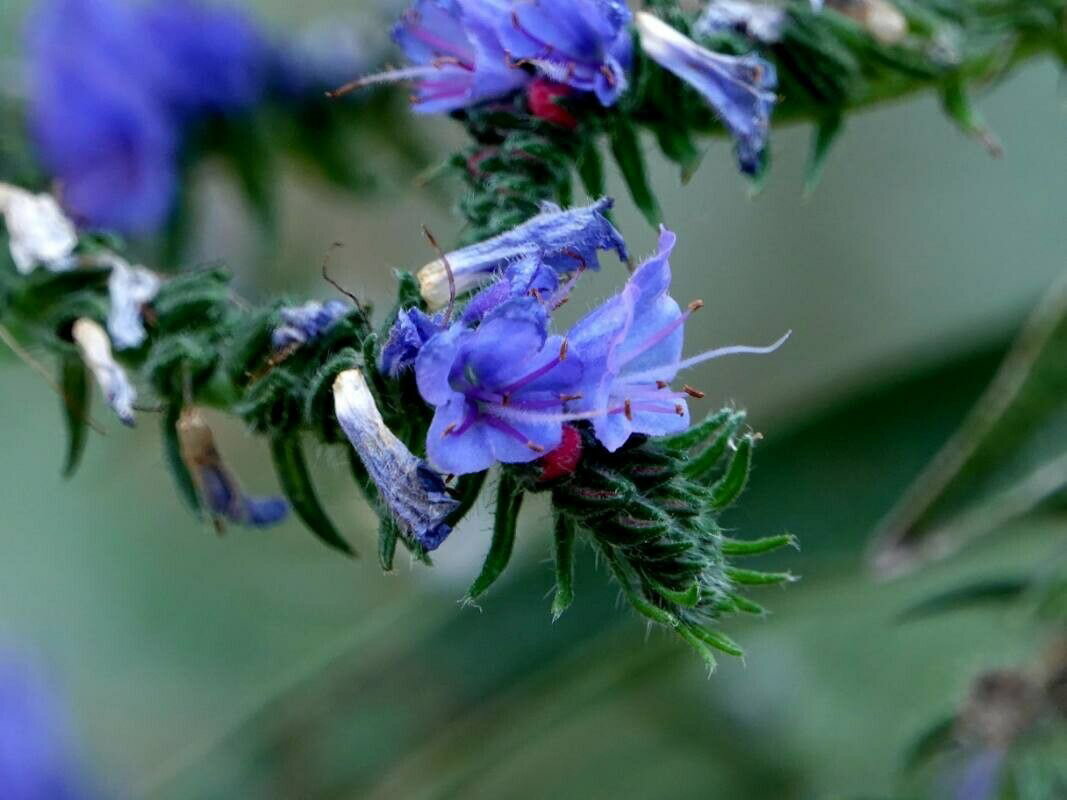 エキウム　’ブルガレ’　10.5cmポット