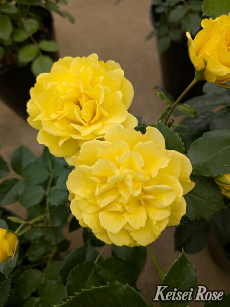 Golden STREET COLORS 花色：黄色　香り: ★☆☆ 開花：四季咲き　花形：波状弁平咲き 花径：6〜7cm 花弁数：60〜70枚 樹形：半直立性　樹高：1m 鮮やかな黄色が目に飛び込んでくる、コンパクトで育てやすい品種です。...