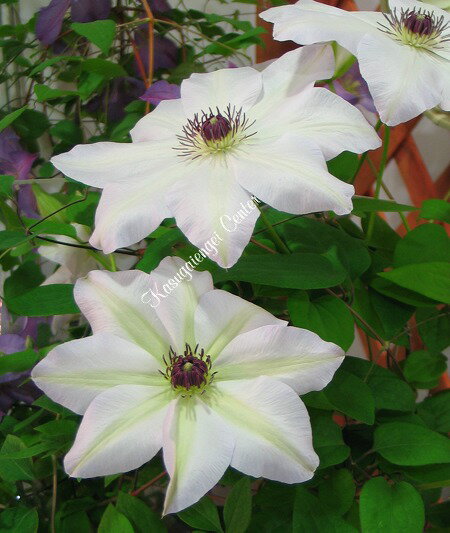 クレマチス '揖斐（いび）’　系統：早咲き大輪系　4.5号ロングポット