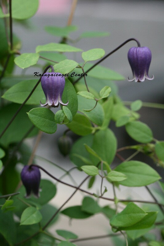 クレマチス 'ジルバ’　系統：ヴィオルナ系　4.5号ロングポット
