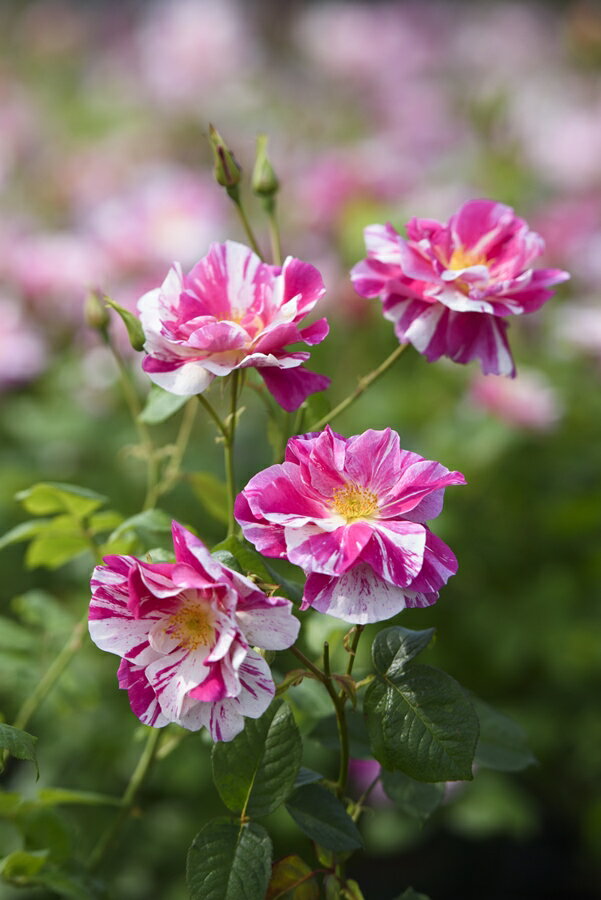 ザ・キングズ・ローズ(Ausa27a16)（大苗）7号鉢植え イングリッシュローズ（デビッド・オースチンローズ） バラ苗 《農林水産省 品種登録出願予定》