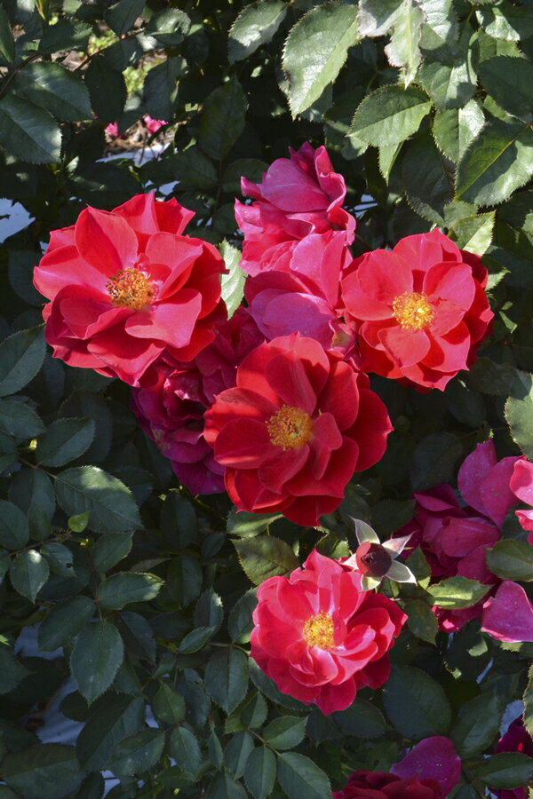 風姿花伝 紅（大苗予約）7号鉢植え　バラ苗　ロサ・オリエンティス プログレッシオシリーズ 《種苗登録..