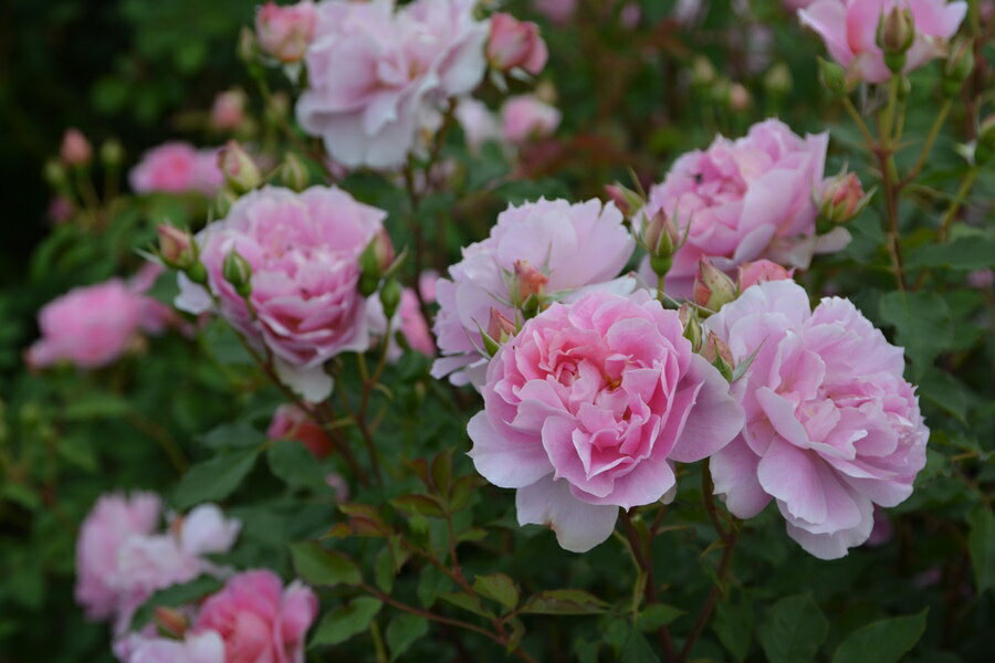 ムーンライトソナタ7号鉢植えバラ苗...