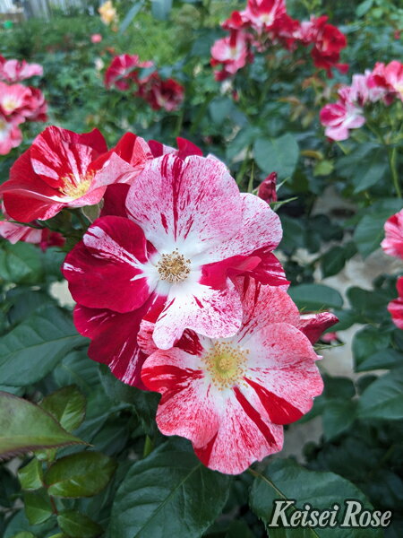 シムサラビン！（大苗）7号鉢植え バラ苗 四季咲き中輪房咲き系（フロリバンダローズ） コルデス 《農林水産省 登録品種》