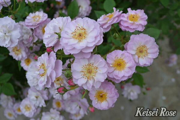 トゥインクル・ブローチ（大苗）7号鉢植え バラ苗 四季咲き つるバラ メイアン 《農林水産省 登録品種》