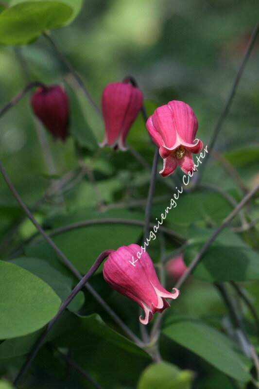 クレマチス '天使の首飾り’　系統：ヴィオルナ系　12cmポット《種苗登録品種》