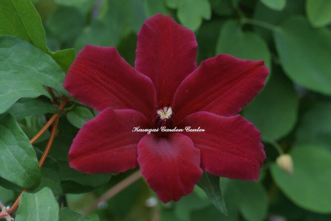 Rakuten - クレマチス 'ヴェスタプラッテ’　系統：早咲き大輪系　4.5号ロングポット