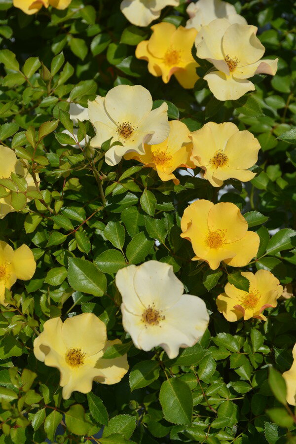 風姿花伝 山吹（大苗予約）7号鉢植え　バラ苗　ロサ・オリエンティス プログレッシオシリーズ 《種苗登..