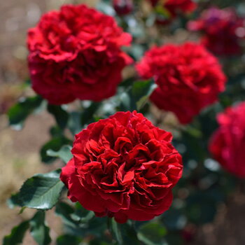 ベル・ドゥ・レニエ（大苗）7号鉢植え 四季咲き バラ苗 《農林水産省 登録品種》 ドリュ Dorieux