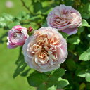 ラ・テラス(新苗)7号鉢植え 四季咲き バラ苗 《農林水産省 登録品種》 ドリュ Dorieux