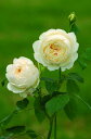 クレア・オースチン（大苗）7号鉢植え　イングリッシュローズ（デビッド・オースチンローズ）　つるバラ　バラ苗　《農林水産省　登録品種》