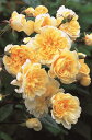 モーヴァン・ヒルズ（大苗）7号鉢植え　イングリッシュローズ（デビッド・オースチンローズ）　つるバラ　バラ苗　《農林水産省　登録品種》