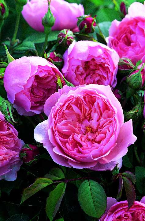 ジ・アルンウィックローズ(Ausgrab)（大苗予約）7号鉢植え イングリッシュローズ バラ苗 《農林水産省 ..