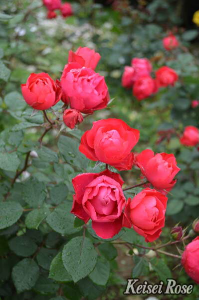 チェリー・ボニカ（大苗予約）7号鉢植え 四季咲き中輪房咲き系（フロリバンダローズ）スプレー咲き バ..