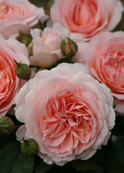 メルヘンツァウバー（大苗予約）7�