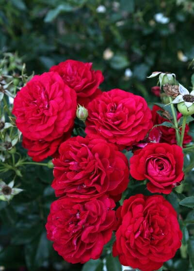 ディープ・ボルドー（大苗予約）7号鉢植え 四季咲き中輪房咲き系（フロリバンダローズ）スプレー咲き ..