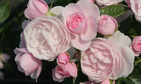 ハンス・ゲーネバイン（大苗）7号鉢植え 四季咲き中輪房咲き系（フロリバンダローズ） バラ苗 《農林水産省 登録品種》