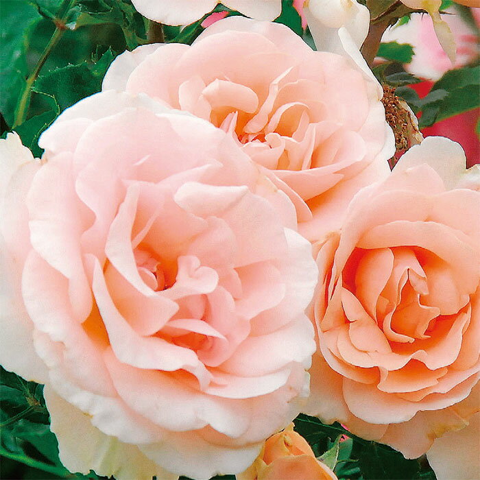 ミセス・アイリス・クロウ7号鉢植え...