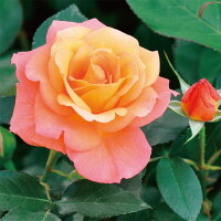 スブニール・ドゥ・アンネフランク(大苗)7号鉢植え四季咲き中輪房咲き系(フロリバンダローズ)スプレー咲きバラ苗