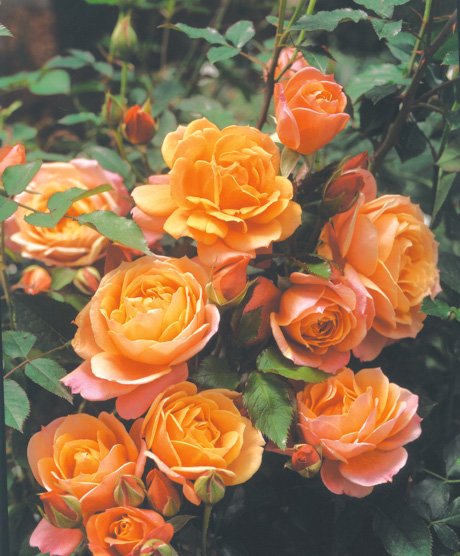 ディズニーランドローズ（大苗予約）7号鉢植え 四季咲き中輪房咲き系（フロリバンダローズ）スプレー咲..