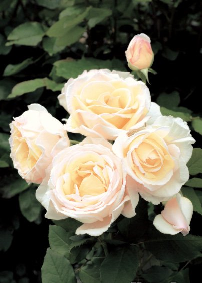 ��ǵ�����ġ�7��ȭ���� �͵��餭����˼�餭�ϡʥե���Х���������˥��ץ졼�餭 �Х��� �����ӿ建�� ��Ͽ�ʼ��