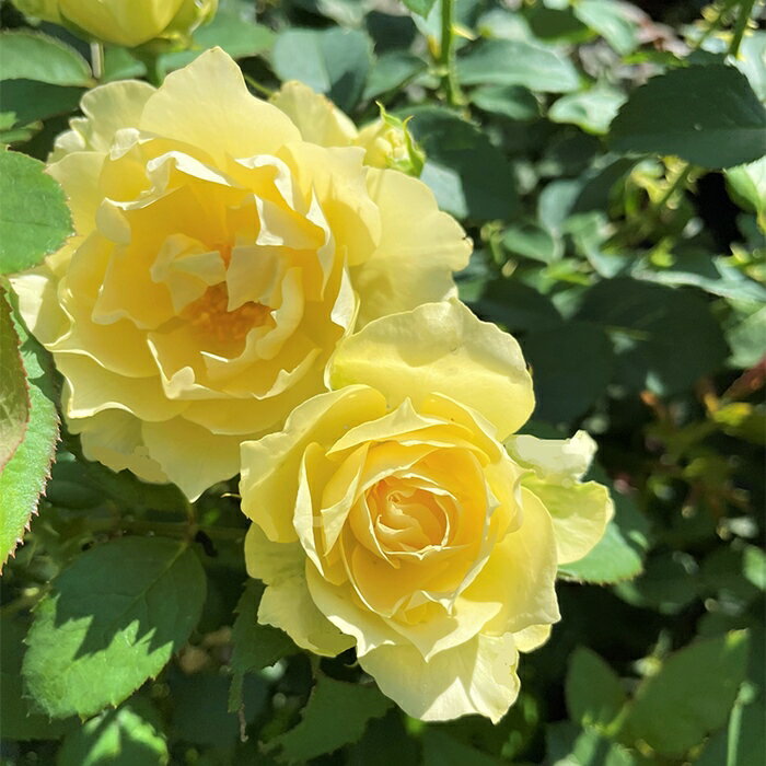 夏灯（なつともし）（大苗）7号鉢植え 四季咲き バラ苗 《契約品種》