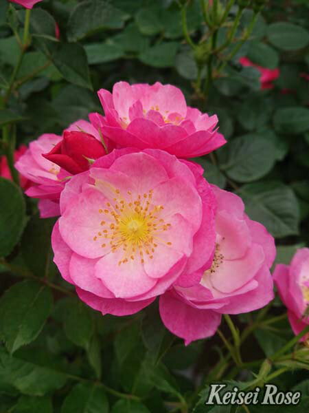 恋こがれ（大苗）7号鉢植え 四季咲き中輪房咲き系 バラ苗 《農林水産省登録品種》