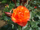 プリンセス・ミチコ（大苗）7号鉢植え　　四季咲き中輪房咲き系（フロリバンダローズ）スプレー咲き　バラ苗