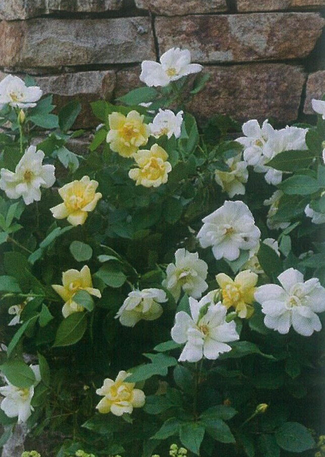 サニー・ノック・アウト（大苗予約）7号鉢植え 四季咲き中輪房咲き系（フロリバンダローズ）スプレー咲き バラ苗 《農林水産省 登録品種》