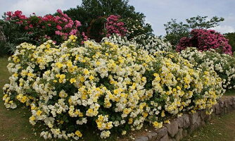 楽天市場 リモンチェッロ 大苗予約 7号鉢植え バラ苗 大神ファーム 楽天市場 リモンチェッロ 大苗予約 7号鉢植え バラ苗 大神ファーム