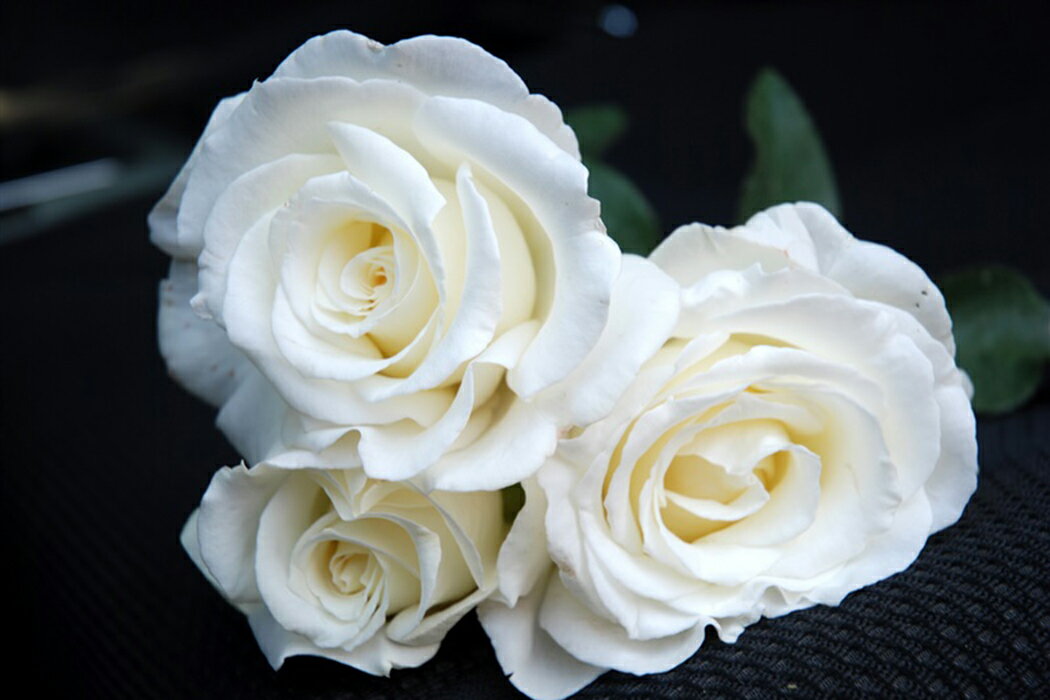 Frederic Dard 花色：白　香り★★★　四季咲き　 花形：ロゼット咲き　樹形：木立性 花径：大輪(12cm) 　樹高：H0.8×0.8m　 白い蕾は円錐状に開き、黄色い花芯をのぞかせていく。 大輪の花は、強い芳香を保つ。 深いグリーンの葉が花を一層引き立て美しい。 花名は20世紀のフランスの作家名から。 　ギヨーローズです。 　 ※大苗について 30〜40cmの長さに剪定した苗を、大神ファームオリジナルブレンドのバラ用土を使って植えつけた状態でのお届けです。 5月頃には綺麗なお花を咲かせるでしょう。 鉢植えで育てる場合は、一番花が終ってから一回り大き目の鉢に鉢ましをするいいでしょう 株が充実しており、鉢植えにもしていますので、初心者の方でも安心して育てられます。 ※鉢植えの画像は2月の状態のイメージです。実際にお届けするバラ苗ではありません。 植え付けには大神ファームが自信をもっておすすめできるオリジナルのバラ専用土を使用しています。直接根にあたっても問題のないタイプの元肥も適量混ぜ込んでいますので、長期間ゆっくりと肥料効果が持続しますが、追肥は必要です。 大神ファームでは”バイオゴールドセレクション薔薇（天然活性肥料）”という肥料をおすすめしてます。 バラ苗と一緒にご注文いただければ、同梱致しますので送料がお得です。 ◆バイオゴールドセレクション薔薇（天然活性肥料） ★★使い方★★ 土の上にパラパラまき、粒が溶け形が見えなくなったらふたたびまきます（目安：約1ヵ月後） 与える時期の目安は、芽が膨らみはじめる早春から生育期の間です。バラが葉を落としている冬の間は追肥はお休みします。 ●庭植え：50〜100粒／株を株元から30〜40cm離して円を描くようにばらまいて、表面の土に軽く混ぜ込むその後、水をたっぷりと与える ●鉢植え：7号鉢で約25粒　8号鉢で約30粒 お庭に植えつける場合は元肥を混ぜ込むと生育が違います！ ◆バイオゴールドクラシック元肥（天然活性肥料） ★★使い方★★ 基本は、植え付け・植え替え時に土全体と良く混ぜるだけです。 花壇や菜園など広い範囲に植えるときなど土全体と混ぜられない場合は、植え穴に入れるだけでもOK。 既に植えてある地植えの樹木・果樹・バラなどは、適期に根を切りながら穴を掘り、その土とよく混ぜ合わせてお使いください。 ●使用時期：植えつけ、植え替え時 ●庭植え：200〜500g／株を植えつける土に混ぜ込む 　植えつけ済みの場合は株のまわりに株元から30〜40cm離して円形に深さ10〜20cmの溝を掘って、良質の堆肥（牛ふんや腐葉土）及び土と混ぜ、水をたっぷりと与える ●鉢植え：植えつける土に混ぜ込み、植えつけ後たっぷりと水を与える。量は8号鉢で100g 【大神ファームオリジナルのバラ専用土】 赤玉土と鹿沼土をベースにピートモスやココチップ、くん炭などの植物性堆肥の他、動物性堆肥（完熟馬糞）を加えています。保水性・保肥力・排水性などバラの生育にとって大切な要素を十分に考えぬいた配合です。また、天然鉱物であるゼオライトを適量混ぜ込むことで肥料の流亡を防ぎ、窒素、リン、カリウムなどの栄養分を吸着し保肥力を高めています。 ※商品代金には送料1,600円（税別）が含まれています。 バラ苗は一箱に2本まで入ります。バラ苗を2本お買い上げいただいた場合は送料を差し引いた金額に変更し、改めて再計算した確認メールを送ります。◆ギヨー社・フランス GUILLOT GUILLOT ( ギヨー )は、世界初のハイブリッドティーローズ「ラ・フランス」（1867年）やポリアンサ「パケレット」（1857年）を作出したフランスの名門バラ育種会社。 1996年から‘ニュー・オールドローズ’と題し、「ロサ・ジェネロサ」シリーズを展開。 オールドローズのような多弁性と、今までにない香りが魅力です。 また、花もちが良く、四季咲き性が強いのも大きな特徴です。