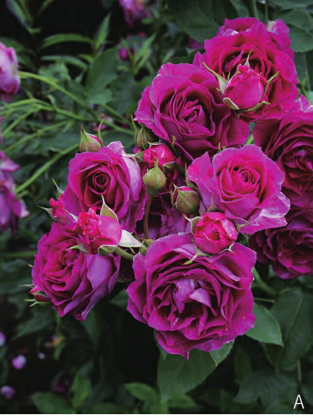 モン・プレジール（大苗予約）7号鉢植え 四季咲き ギヨー社・フランス GUILLOT バラ苗 《契約品種》