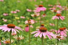 https://thumbnail.image.rakuten.co.jp/@0_mall/ogafarm/cabinet/herb/echinacea2010_s.jpg