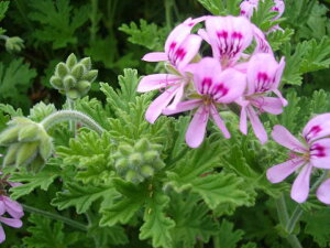 蚊よけや虫除けができる植物！飾れる最強ハーブを教えてください