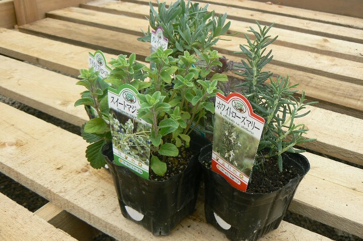 丈夫で手軽に栽培できるハーブ 寄せ植えでおすすめの品種 組み合わせ例をご紹介 暮らし の